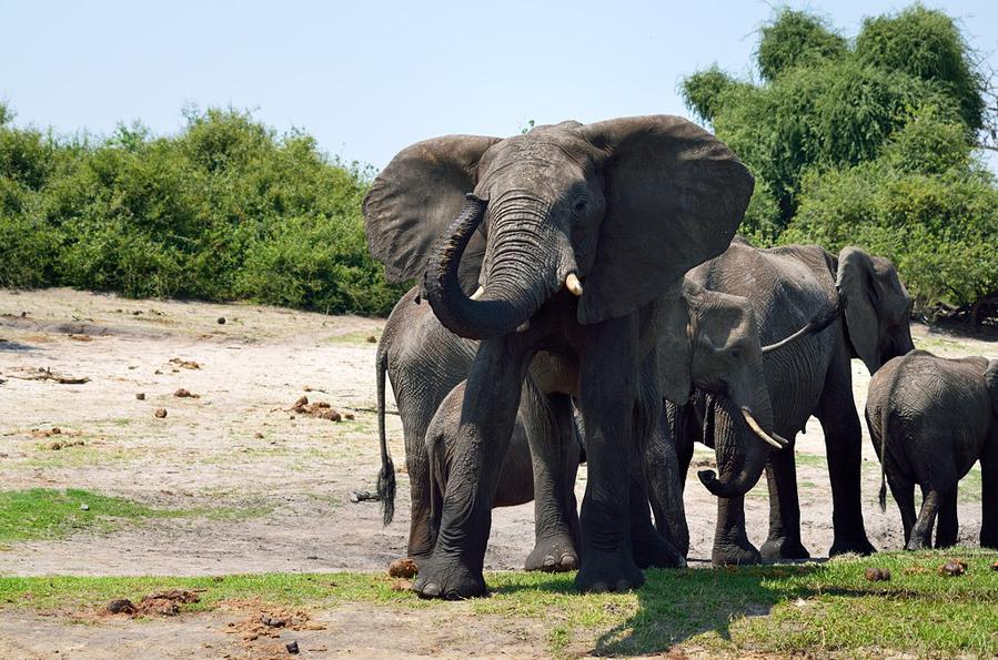 Слоны, крокодилы и бегемоты на берегах Чобе Национальный парк Чобе, Ботсвана