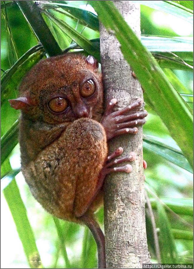 *Испуганный долгопятик