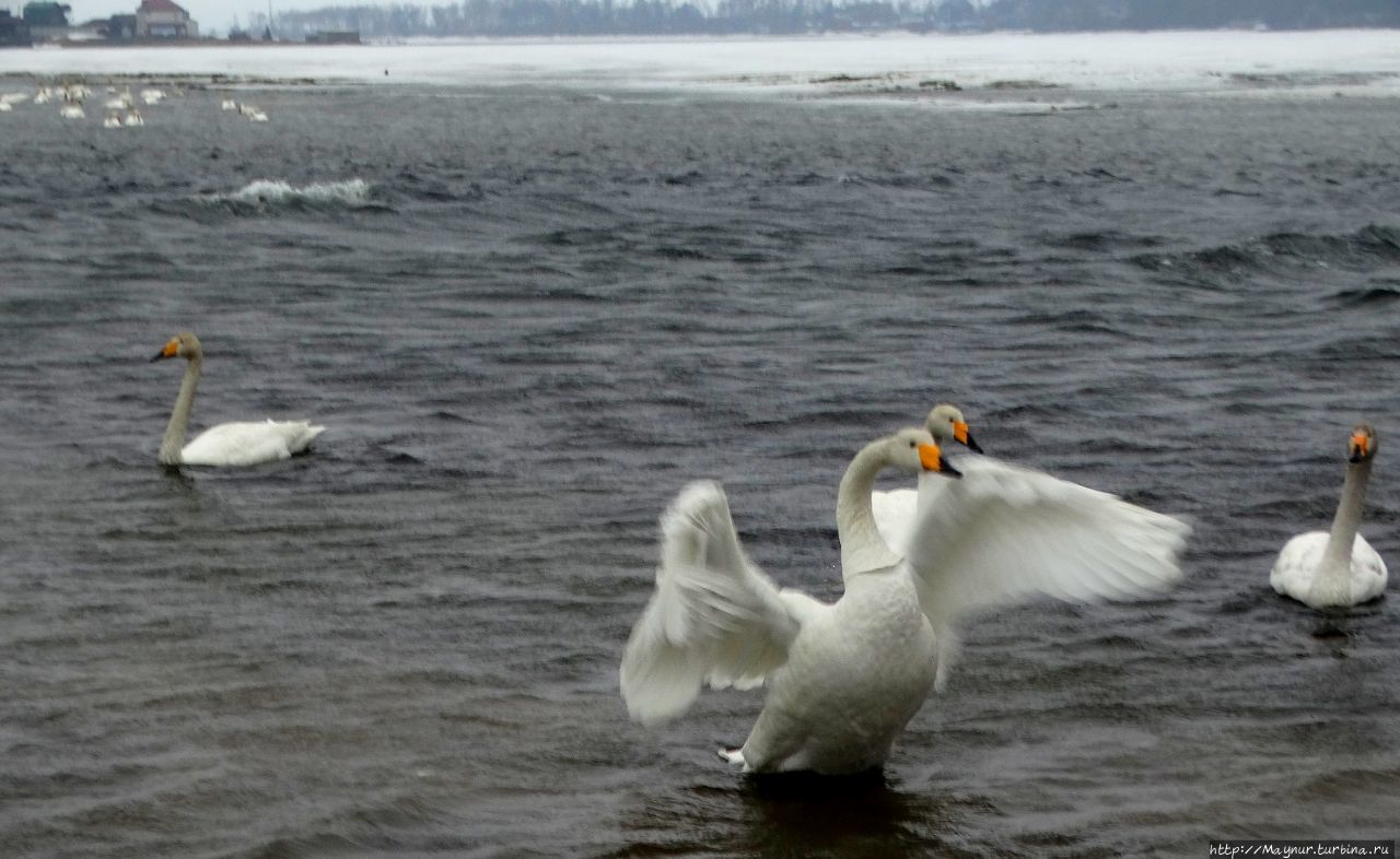 Дикие лебеди, дикие лебеди, словно судьба моя Охотск, Россия