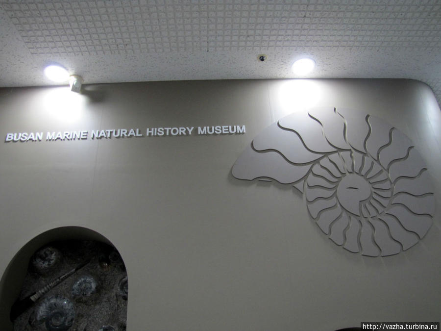 Морской музей естественной истории Пусана. Первая часть.