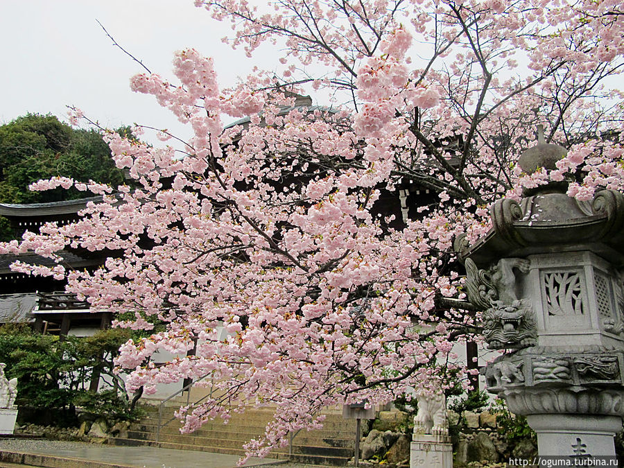 Место, где впервые потекло время в Японии. Храм Оми-Дзингу