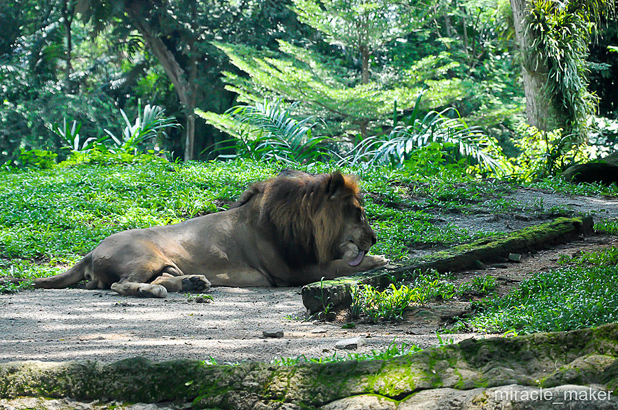 Ну и, конечно же, лев. Как и подобает царю, лежит себе в тени и ни на кого не обращает своего царского внимания. Сингапур (город-государство)