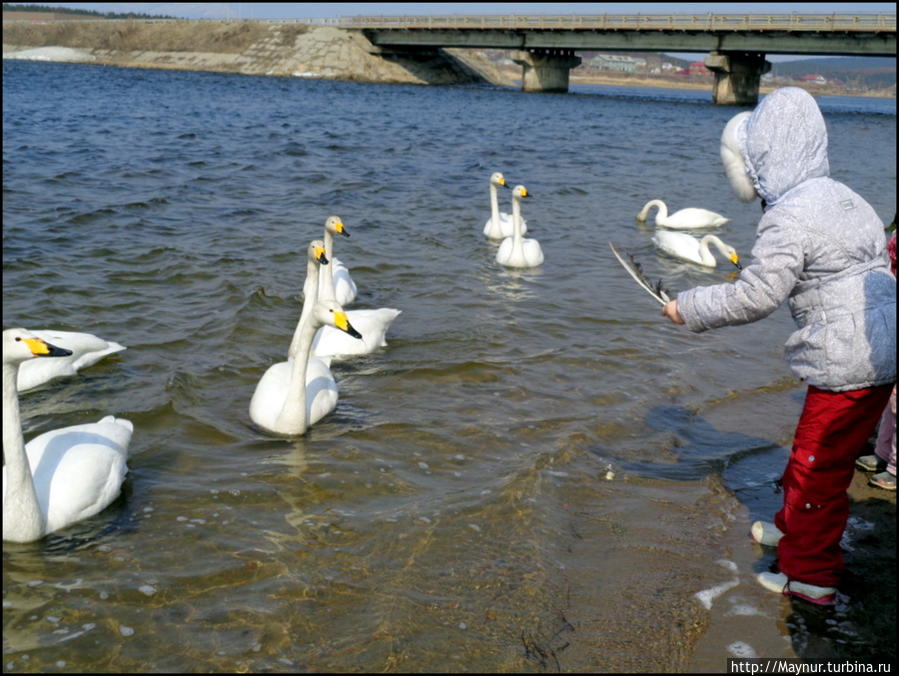 Пусть  летят  по  небу  лебеди... Южно-Сахалинск, Россия