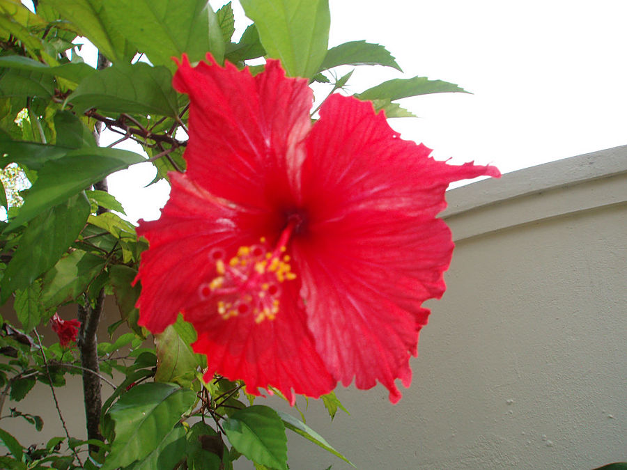 Курамати остается! Расдху Атолл, Мальдивские острова