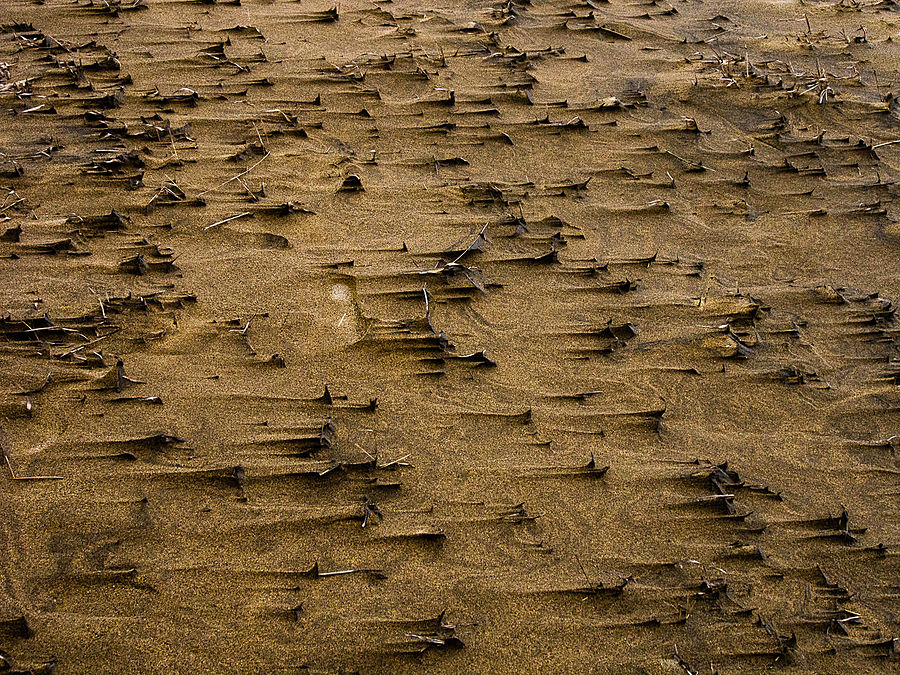 Эти штуки, как и все остальные песчаные формы здесь, есть результат работы дождя и ветра. Оно сначала промокает, спрессовывается, потом выветривается вокруг. Тоттори, Япония