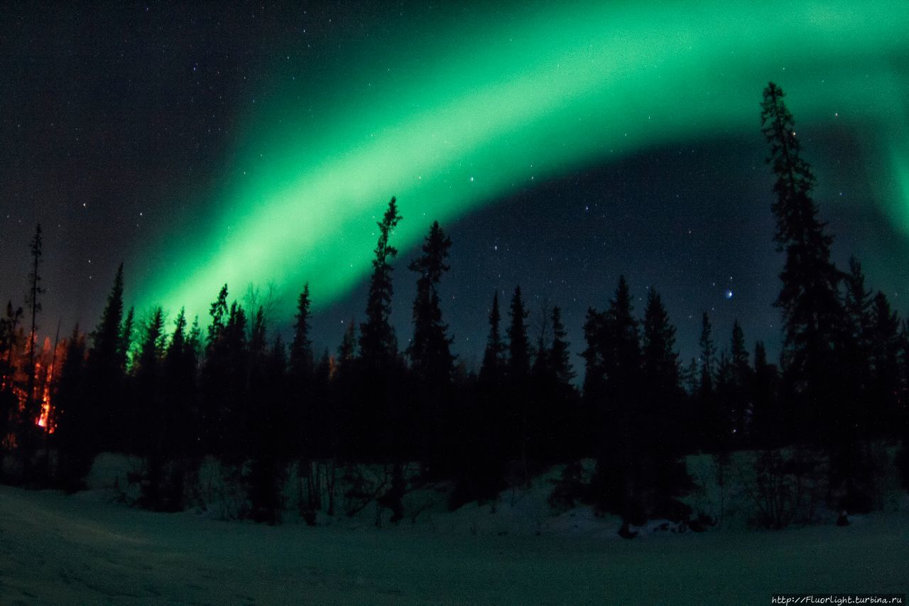 Северное сияние мойка Мурманск. Северное сияние и елки фото реальное.