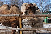 Двугорбый верблюд(Camelus bactrianusdom)

В прошлом дикий верблюд, по всей видимости, встречался на обширной территории значительной части Центральной Азии. Сейчас ареал дикого верблюда невелик и разорван — это 4 изолированных участка на территории Монголии и Китая. Двугорбые верблюды были одомашнены еще задолго до нашей эры и успешно используются человеком в первую очередь как вьючные и упряжные животные и по сей день.