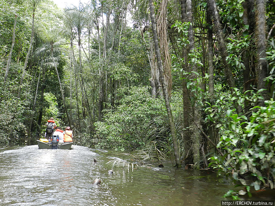 Дальние страны. Часть 5. Затопленный лес и Черепашья гора Регион Потаро-Сипаруни, Гайана