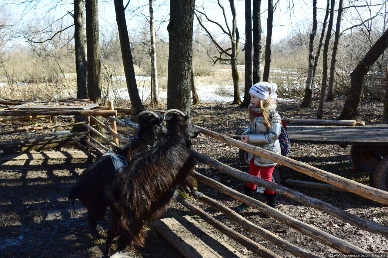 Витославлицы Великий Новгород, Россия