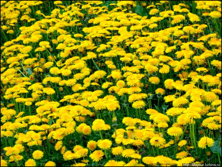 И   в  этом  есть  очарование... Южно-Сахалинск, Россия