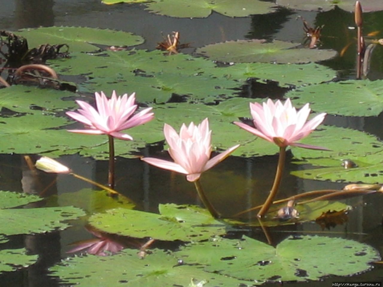 Парк Дворцового музея Парк Дворцового музея