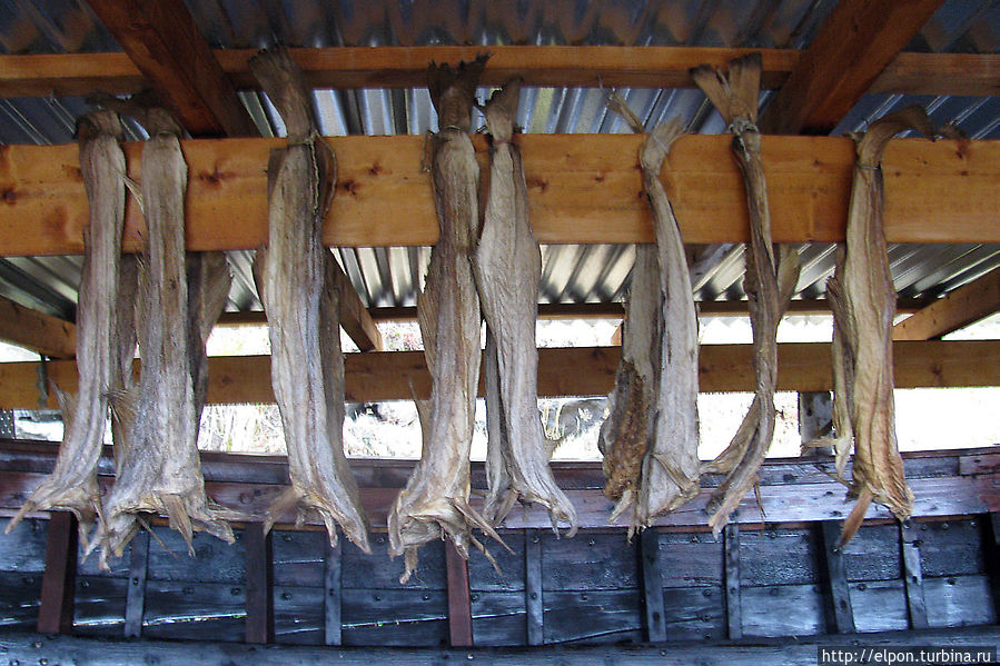 Лофотены — это «царство» трески