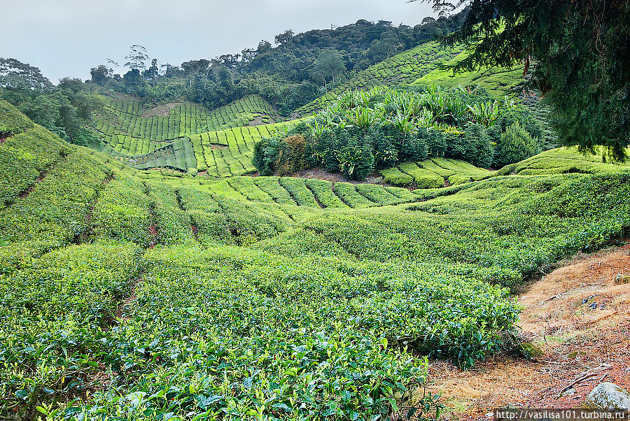 Чайные плантации — Sungai Palas Boh Tea Estate Танах-Рата, Малайзия