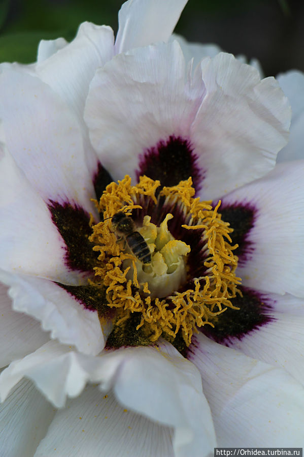 Цветочный мед в таблетках Харьковская область, Украина