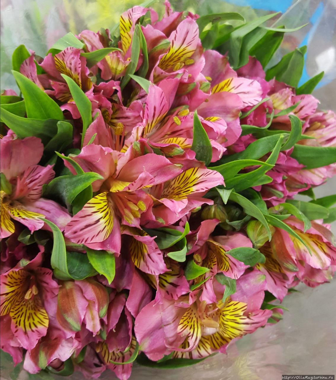 А вот альстромерию мы привыкли видеть в букетах как цветок-компаньон. Но, согласитесь, что и монобукет из них весьма хорош. Очень подойдёт в качестве презента юной леди, да и от времени года не зависит.