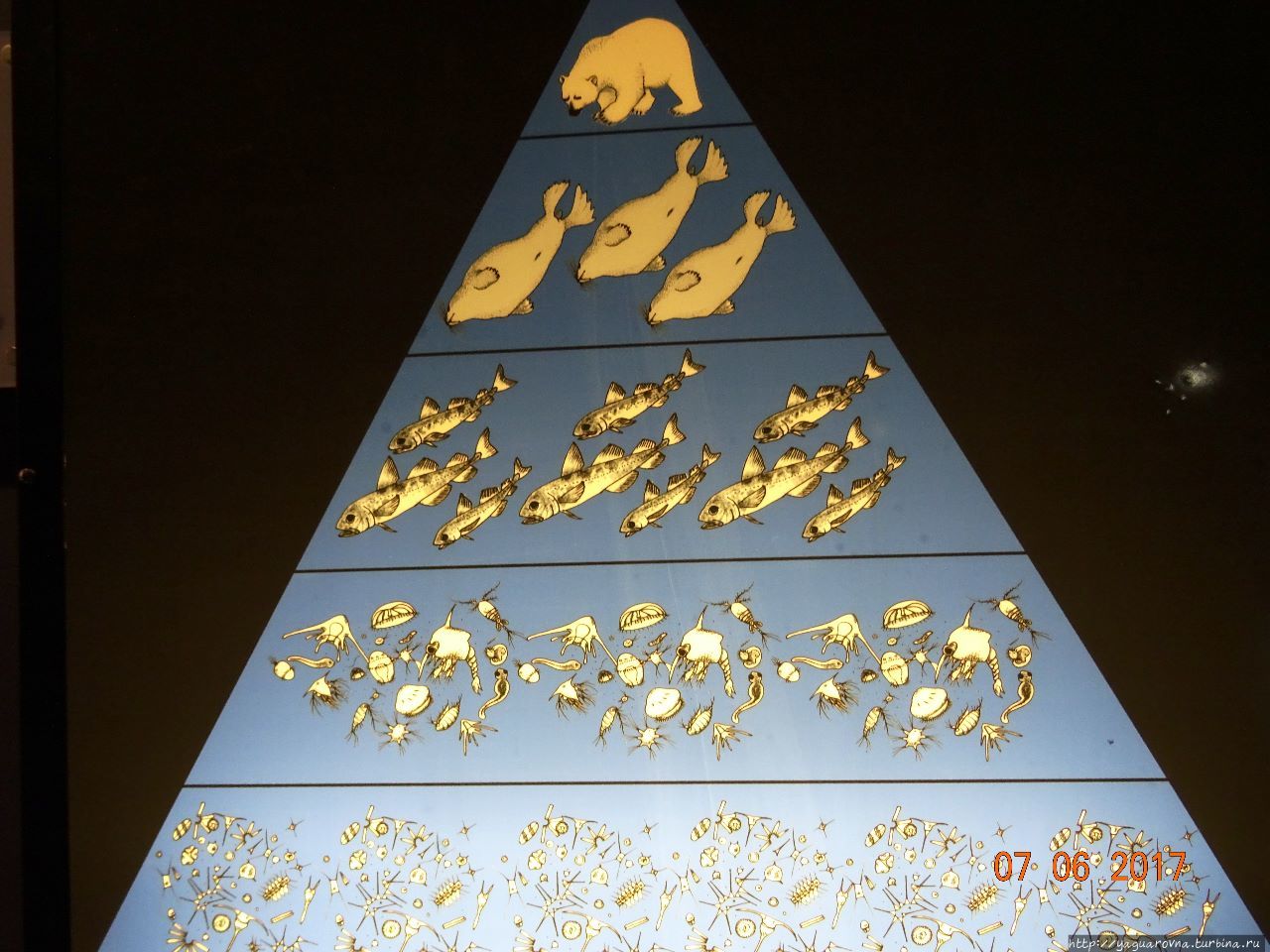 Арктический парк «Полярия» Тромсё, Норвегия Арктический парк «Полярия» Тромсё, Норвегия