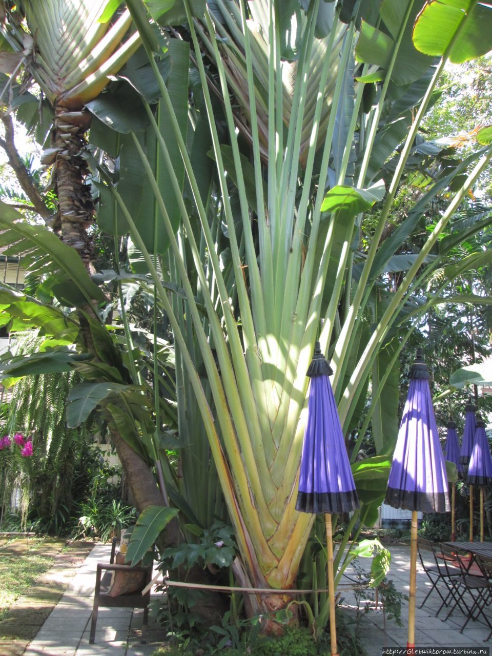 Ботанический музей Бангкок, Таиланд