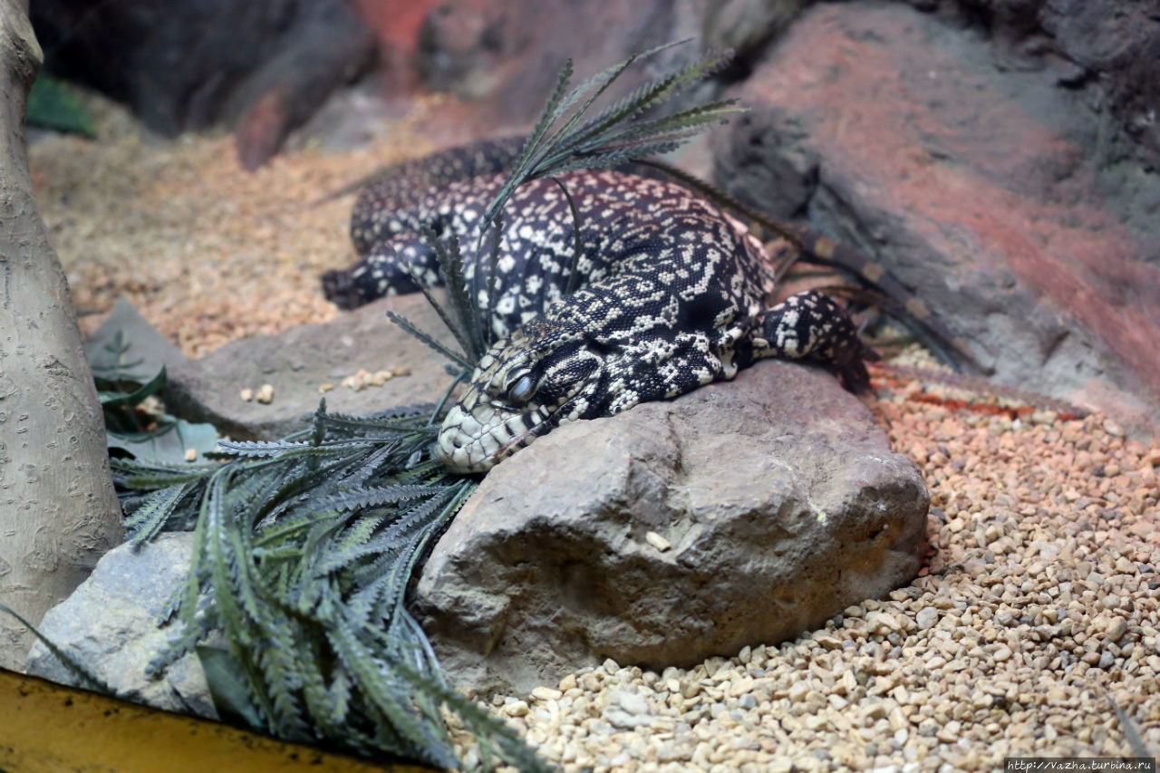 Рептилии в зоопарке Мехико Мехико, Мексика
