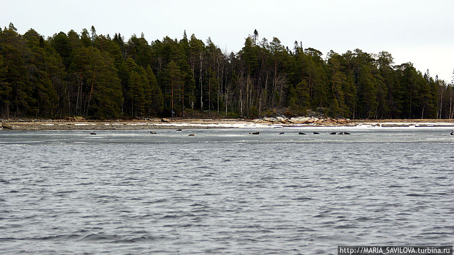 тюлени отдыхают, через два дня лед почти весь сошел Республика Карелия, Россия