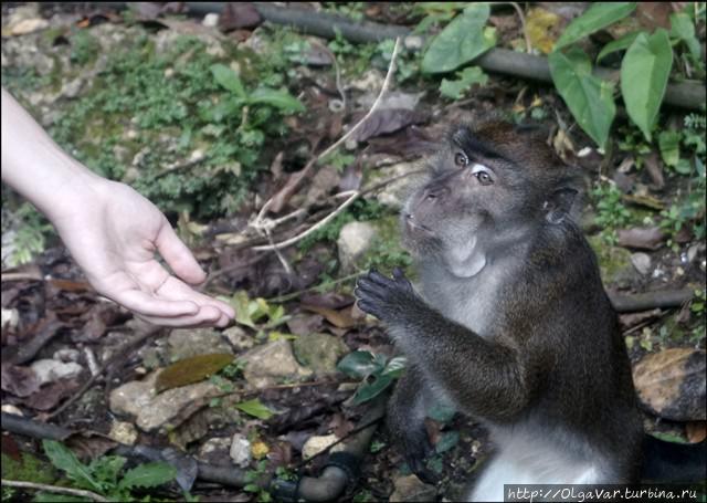 Лесные истории Филиппины