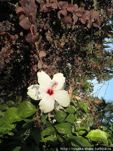 Китайская роза белого цвета — первый раз вижу... Кемер, Турция