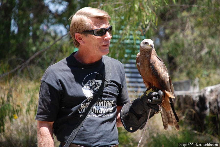 Гид рассказывает о повадках хищных птиц Маргарет-Ривер, Австралия