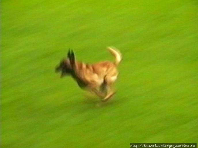 Вавр: Чемпионат мира по дрессировке собак служебных пород Вавр, Бельгия