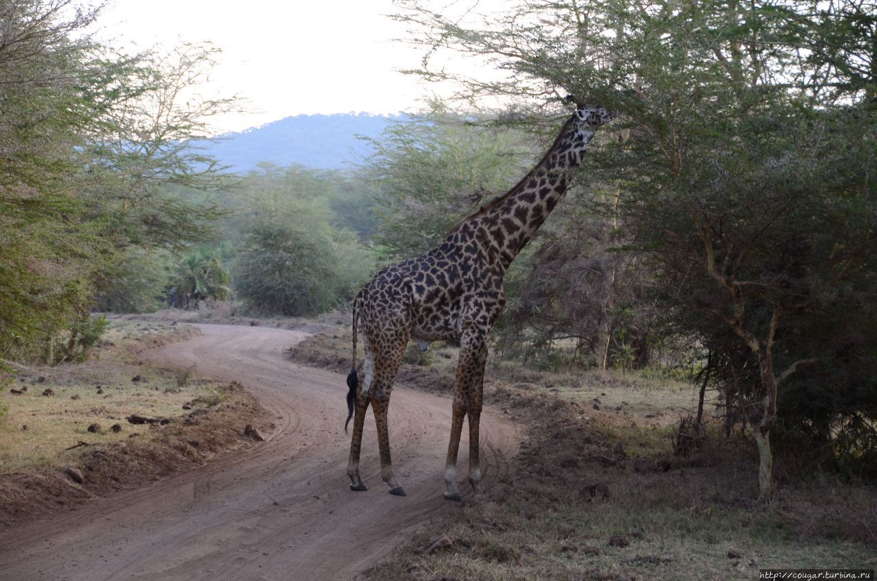 жираф, Нгоронгоро (заповедник в кратере вулкана), Танзания