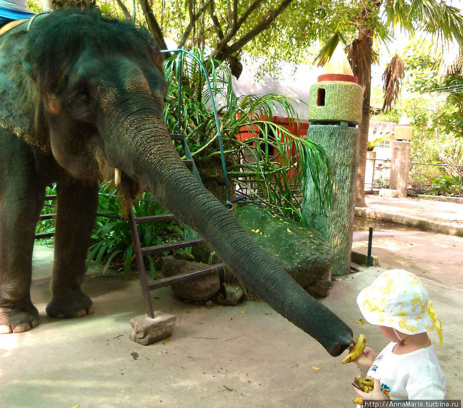 кормление слона Остров Пхукет, Таиланд