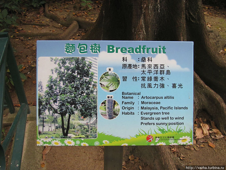Каждое дерево имеет тобличку от кудо дерево и какое у нее научное название Гонконг