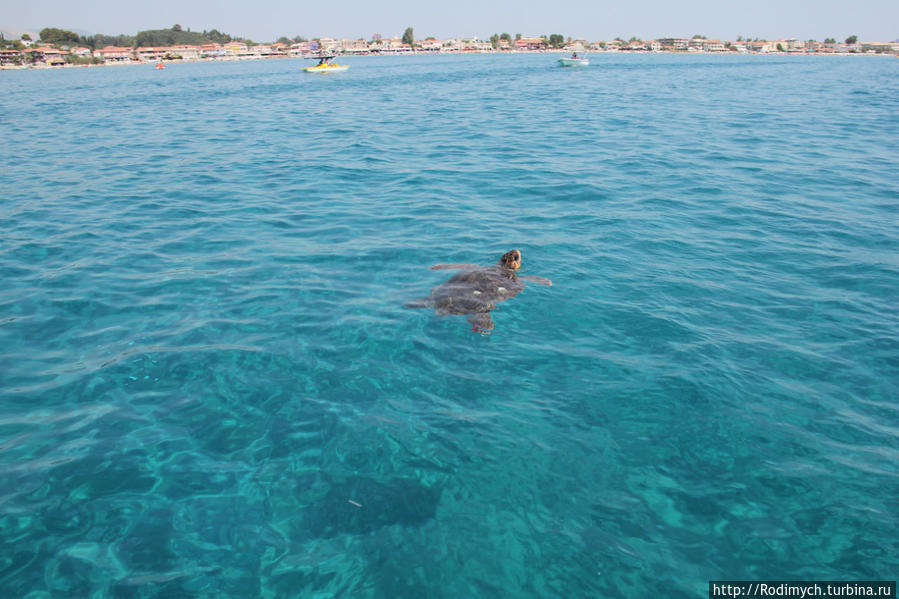 Гонки за черепахами в Лаганасской бухте и Маратониси Остров Закинф, Греция