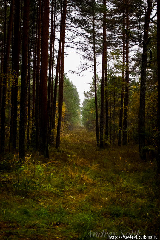 В Кемери на Болотах. Картины осени! Кемери, Латвия