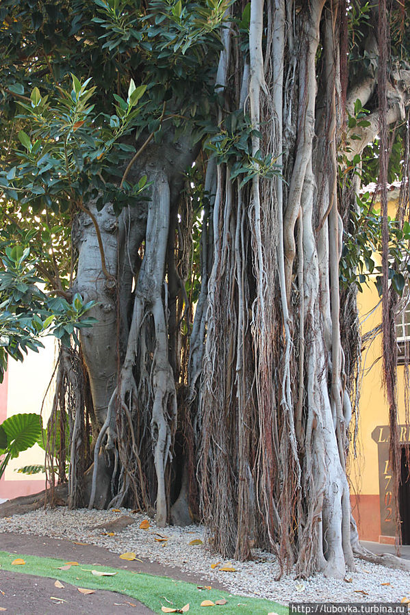 Фикусы рядом с моей гостиницей. Санта-Крус-де-Тенерифе, остров Тенерифе, Испания