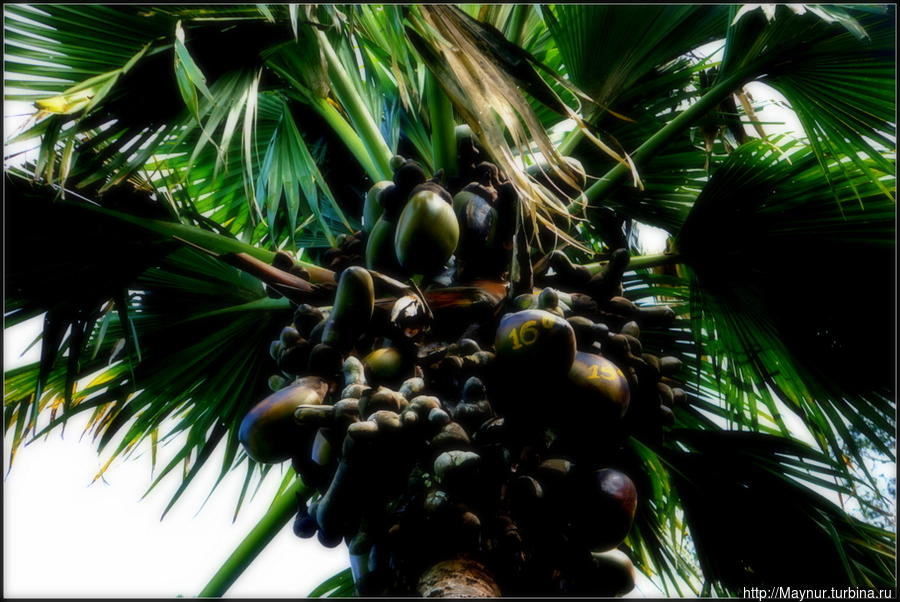 Я   уже  не  удивилась  пронумерованным  плодам  пальмы, после  того,  как   увидела   пронумерованным  каждое  дерево. Перадения, Шри-Ланка