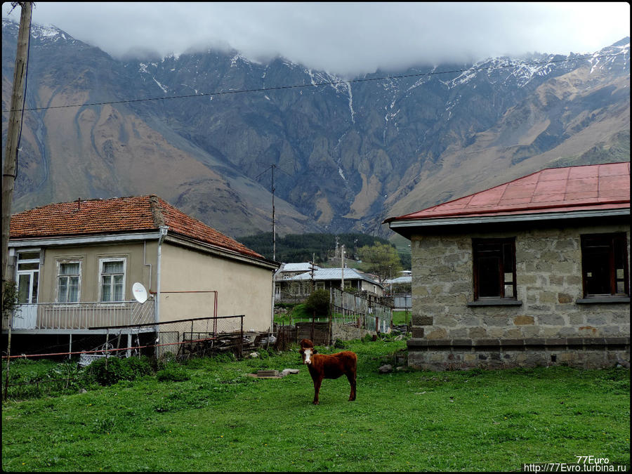 Любопытный теленок Степанцминда, Грузия