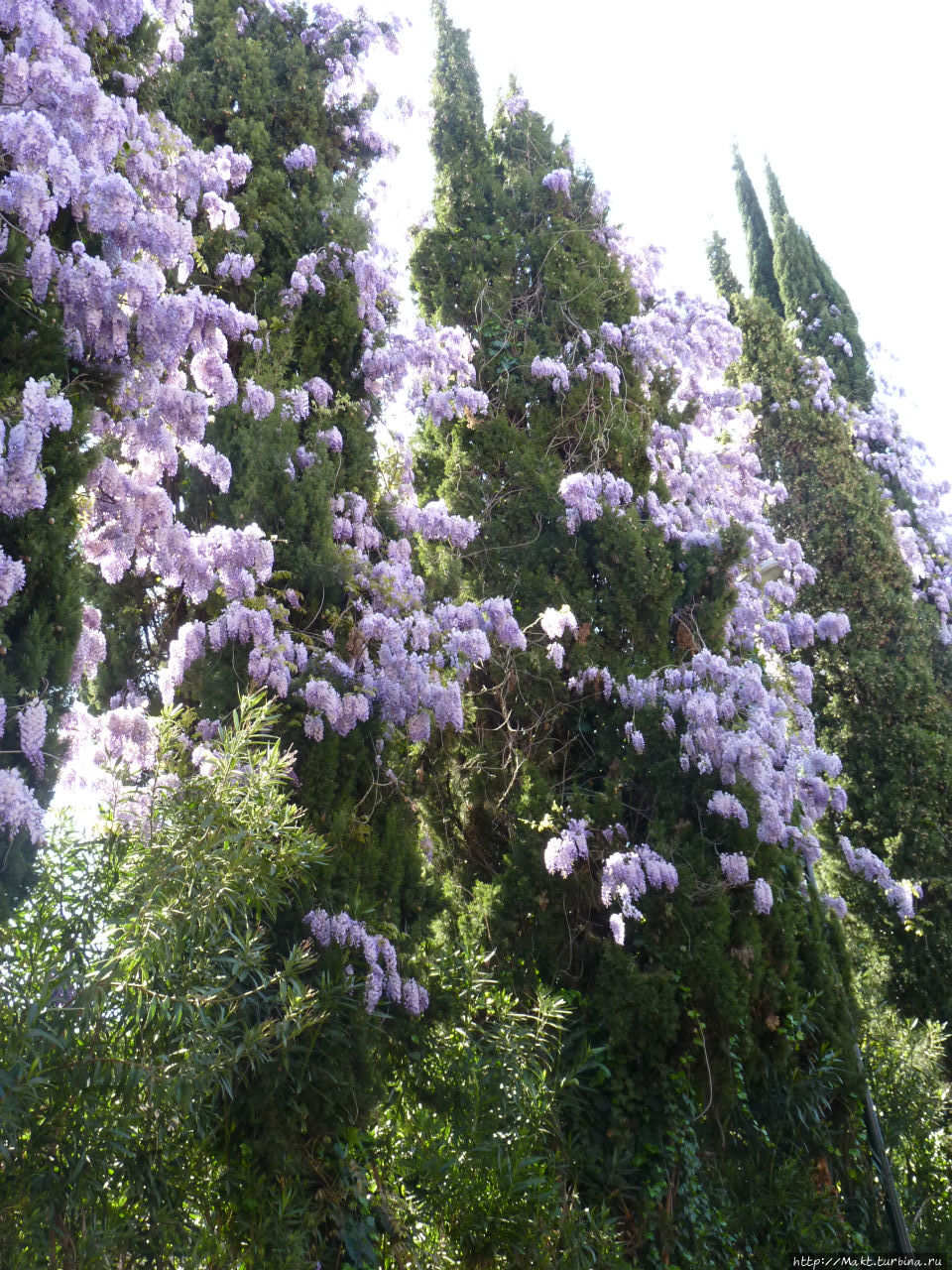 Цветет глициния Гарда, Италия