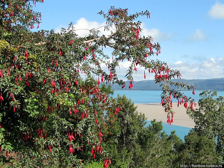 Фуксия в виде дерева