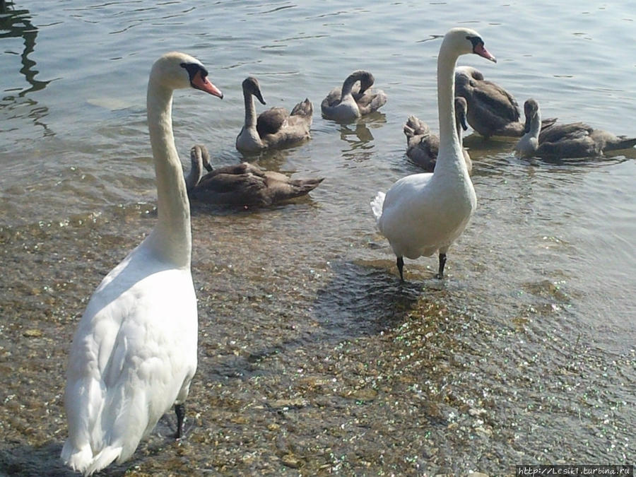 Лебеди Городищенского озера Изборск, Россия