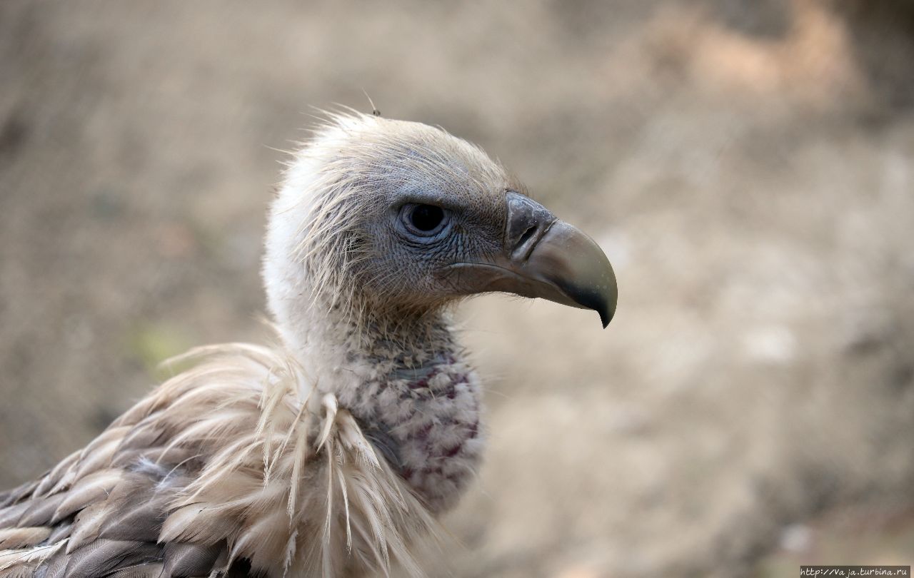 Зоопарк Янгона Янгон, Мьянма