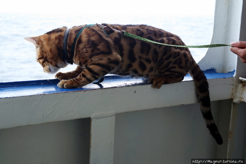 Морской путешественник. Сахалинская область, Россия