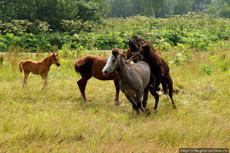 Уничтожить!  Во  чтобы — то  ни  стало —  уничтожить! Южно-Сахалинск, Россия