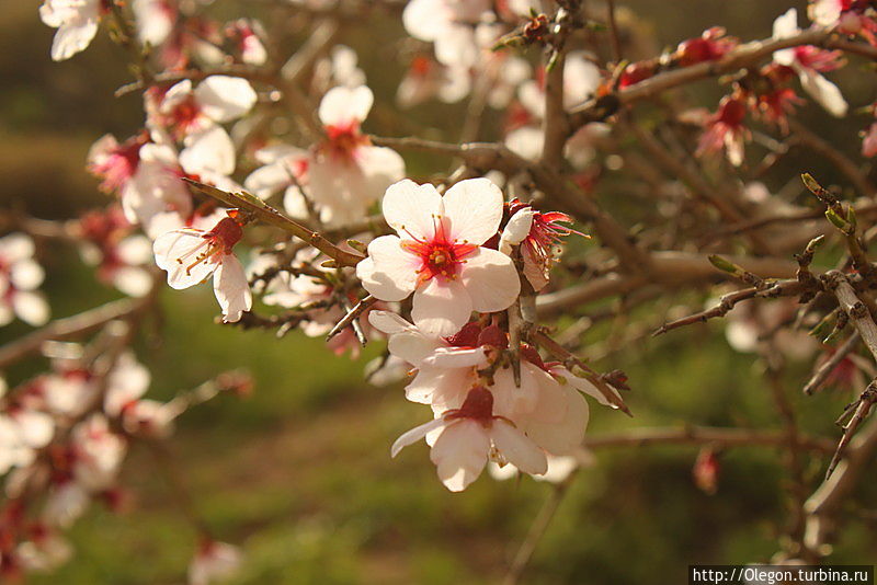 Весна!!! Хорремабад, Иран