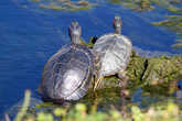 Болотные черепахи обитают во рве.