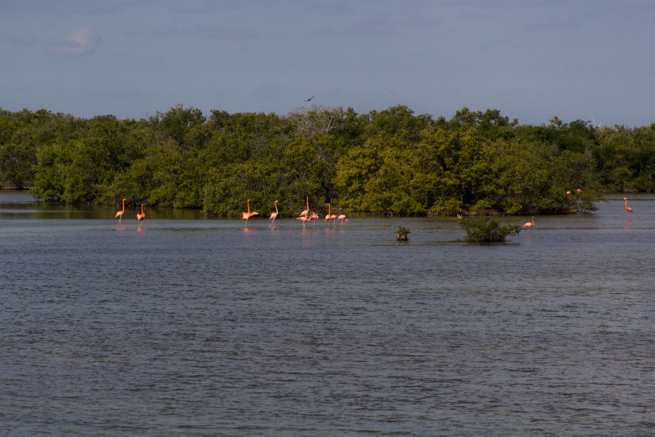 болото Сапата (Zapata) Плайя-Ларго, Куба