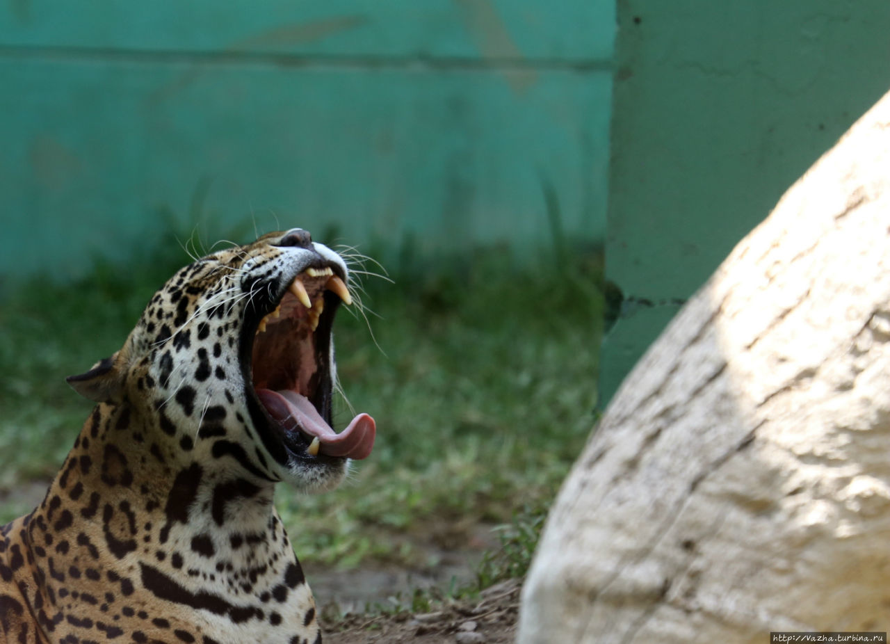 Зоопарк Лимы Лима, Перу