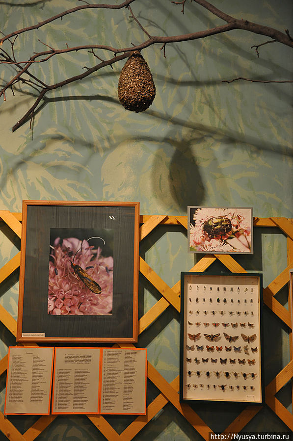 И бабочек у нас самых разных много и все — красавицы!!!