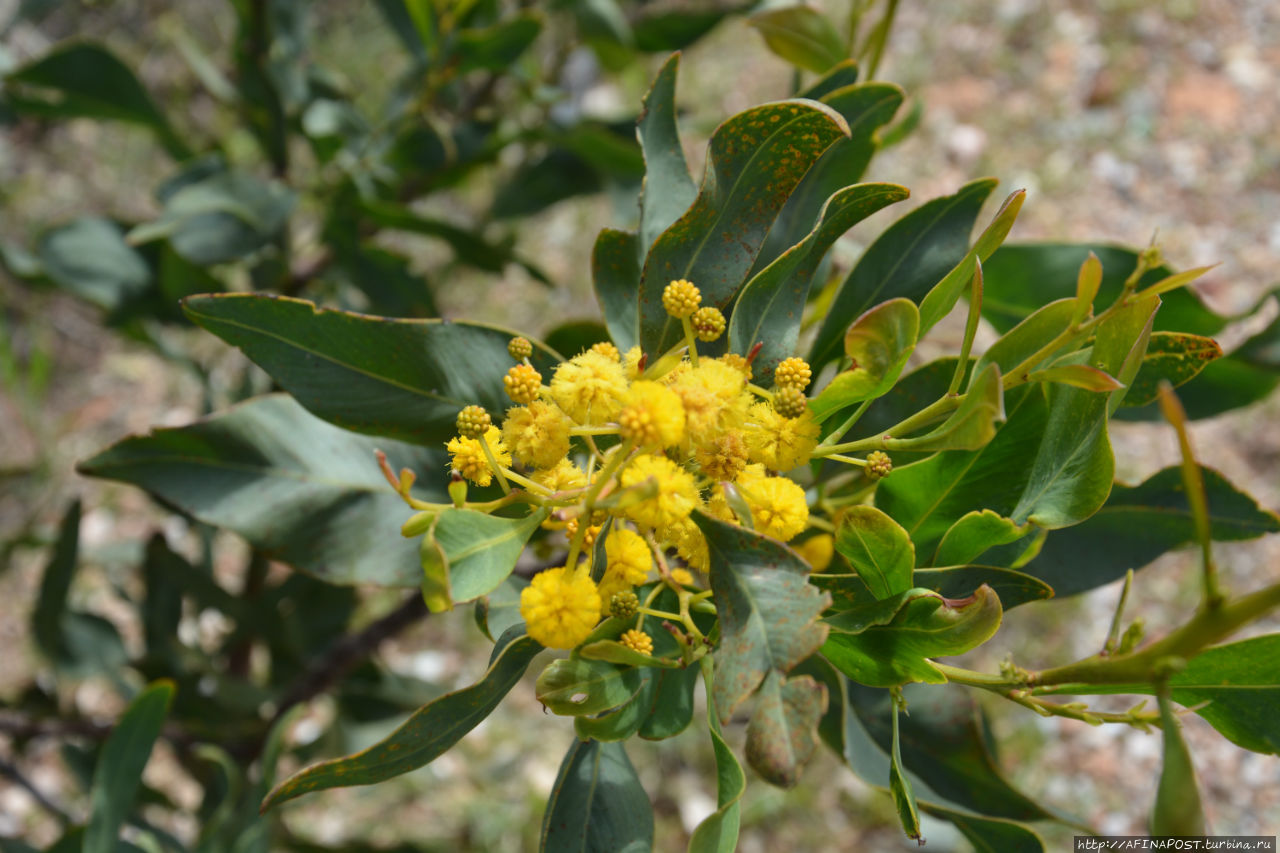 Весенний Лагонисси Аттика, Греция