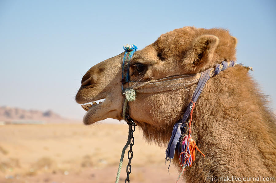 Милейшее создание. Вообще верблюды в Иордании очень почитаемые животные. Петра, Иордания