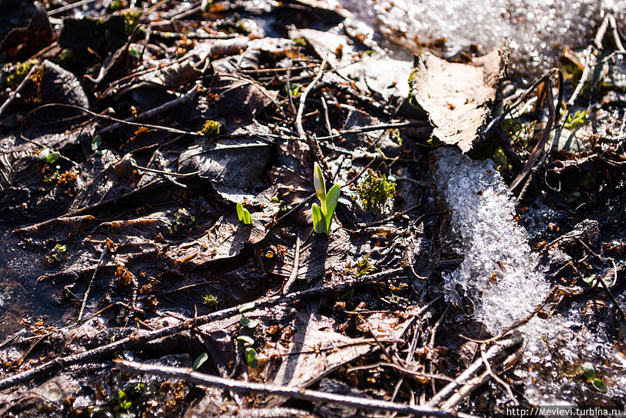 Весна пришла в ботанический Рига, Латвия