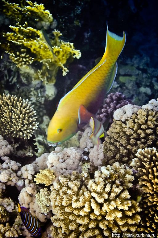 Крутолобый попугай (Heavybeak parrotfish) Набк, Египет